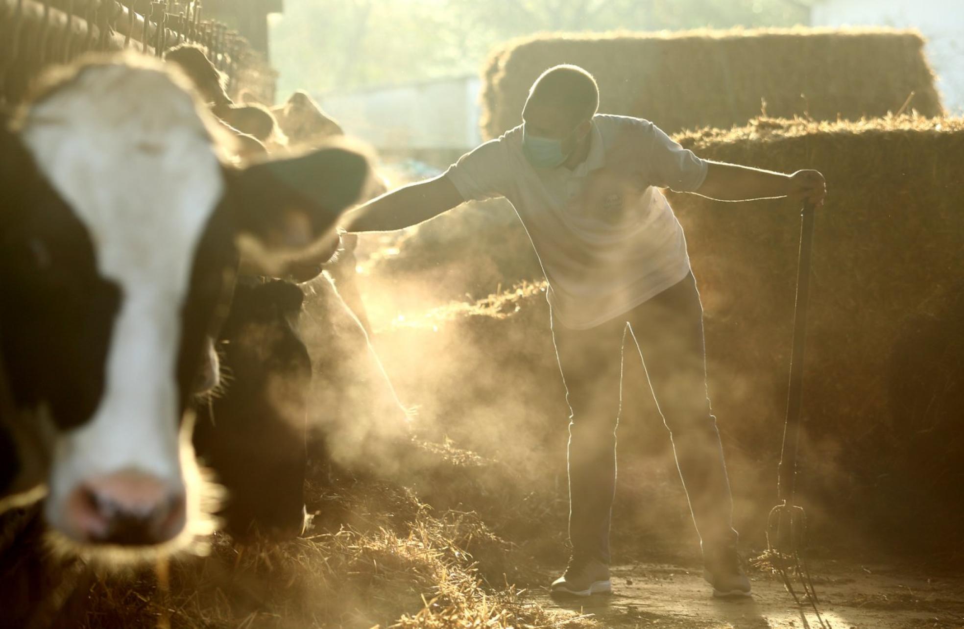 El Gazte Plana de la Diputación repartirá un total de 906.280 euros entre 23 ganaderos y agricultores. 