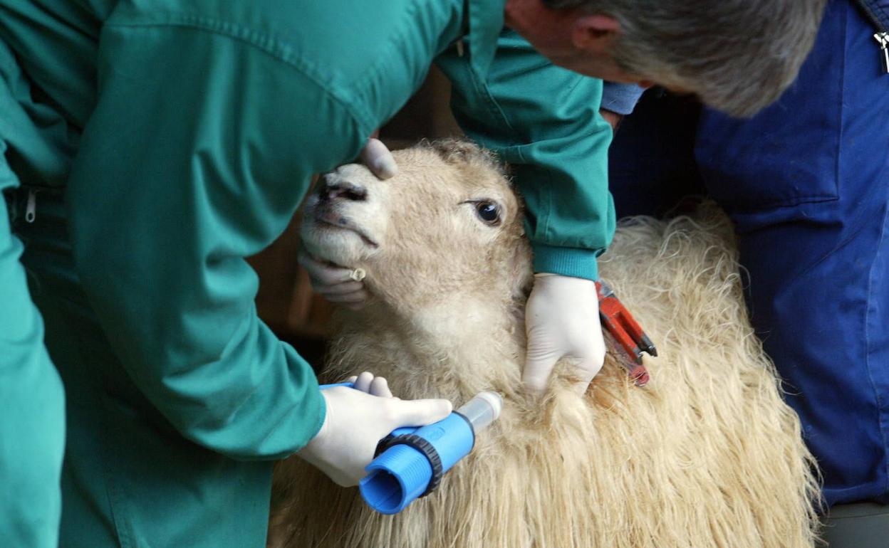 Gipuzkoa detecta dos casos de lengua azul en animales en Aia