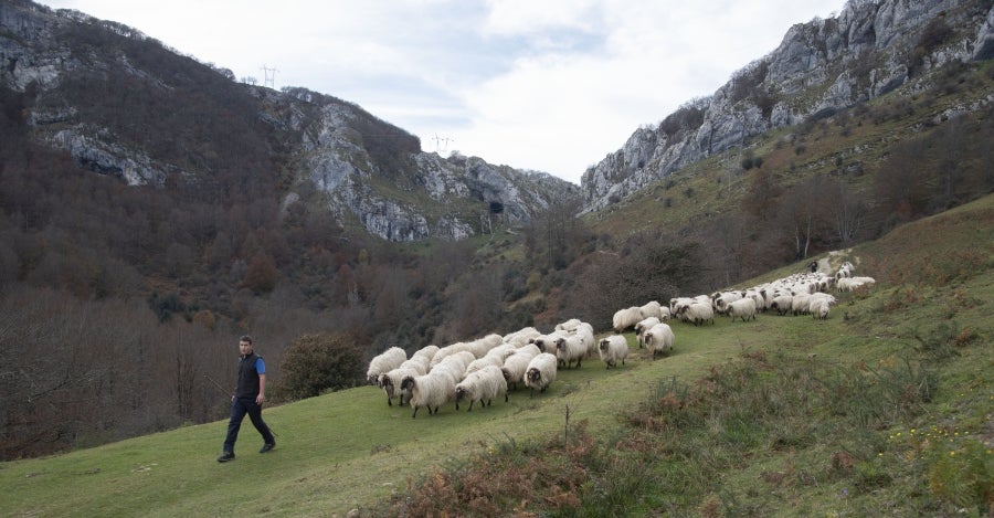 Asier Ruiz de Azua y Julen Mintegi conducen el rebaño de Etxezarreta por un hayedo. 