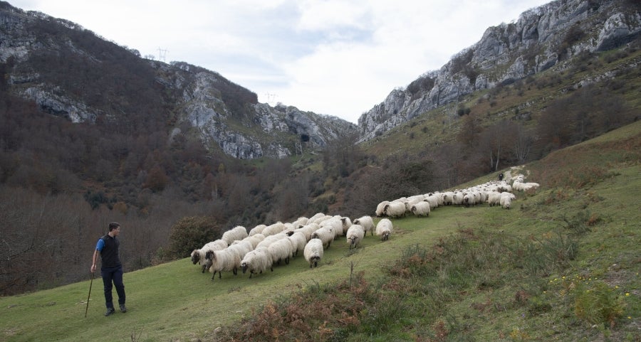 Asier Ruiz de Azua y Julen Mintegi conducen el rebaño de Etxezarreta por un hayedo. 