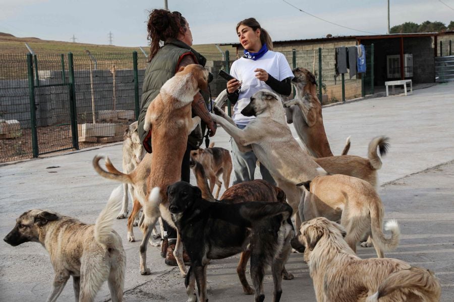 Perros callejeros. 