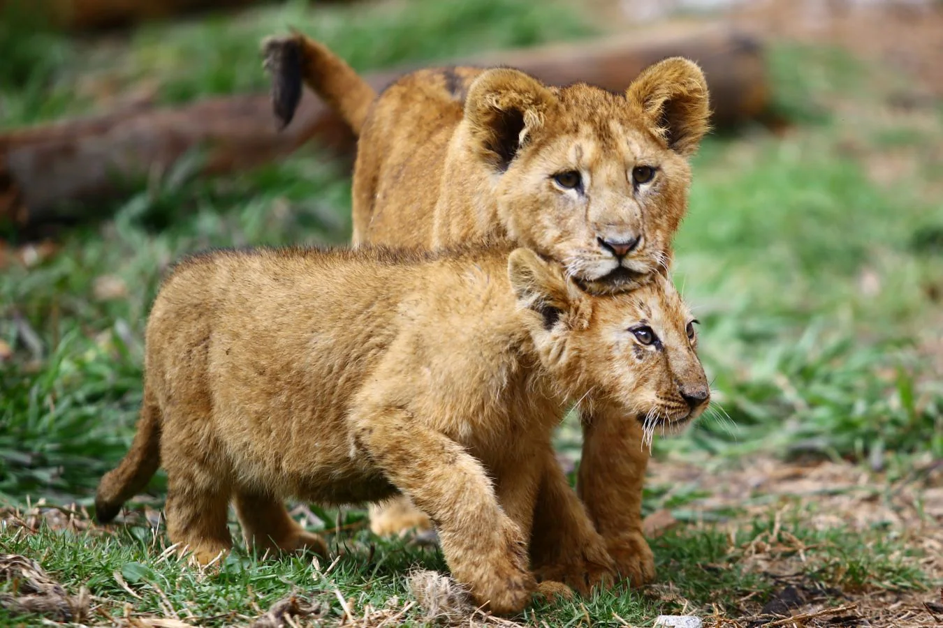 Leones recién nacidos en México en el zoo de San Pablo Apetatitlan | El  Diario Vasco