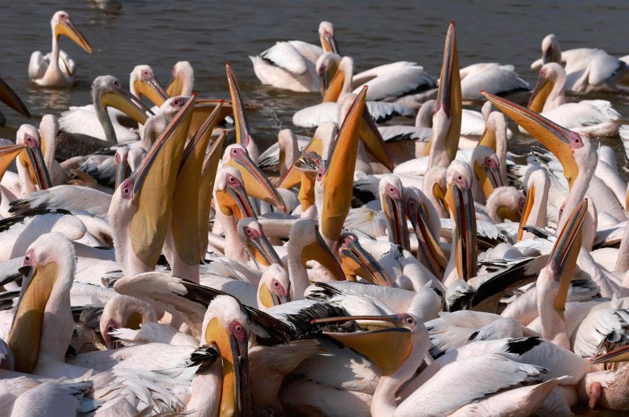 Los grandes pelícanos blancos comen pescado proporcionado por los agricultores israelíes en un depósito de agua en el valle de Emek Hefer, al norte de Tel Aviv. Se estima que 50.000 pelícanos hacen escala en Israel durante su migración anual desde los Balcanes a África, donde disfrutan de un invierno suave antes de regresar a Europa. Descansan y se alimentan durante semanas, lo que provoca el caos para los piscicultores, cuyas piscinas y embalses comerciales al aire libre proporcionan un festin para las aves.
