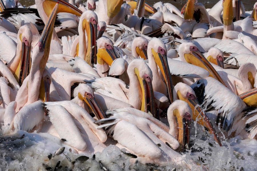 Los grandes pelícanos blancos comen pescado proporcionado por los agricultores israelíes en un depósito de agua en el valle de Emek Hefer, al norte de Tel Aviv. Se estima que 50.000 pelícanos hacen escala en Israel durante su migración anual desde los Balcanes a África, donde disfrutan de un invierno suave antes de regresar a Europa. Descansan y se alimentan durante semanas, lo que provoca el caos para los piscicultores, cuyas piscinas y embalses comerciales al aire libre proporcionan un festin para las aves.