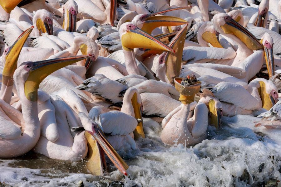 Los grandes pelícanos blancos comen pescado proporcionado por los agricultores israelíes en un depósito de agua en el valle de Emek Hefer, al norte de Tel Aviv. Se estima que 50.000 pelícanos hacen escala en Israel durante su migración anual desde los Balcanes a África, donde disfrutan de un invierno suave antes de regresar a Europa. Descansan y se alimentan durante semanas, lo que provoca el caos para los piscicultores, cuyas piscinas y embalses comerciales al aire libre proporcionan un festin para las aves.