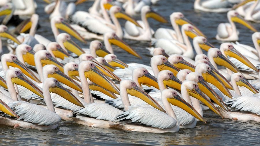 Los grandes pelícanos blancos comen pescado proporcionado por los agricultores israelíes en un depósito de agua en el valle de Emek Hefer, al norte de Tel Aviv. Se estima que 50.000 pelícanos hacen escala en Israel durante su migración anual desde los Balcanes a África, donde disfrutan de un invierno suave antes de regresar a Europa. Descansan y se alimentan durante semanas, lo que provoca el caos para los piscicultores, cuyas piscinas y embalses comerciales al aire libre proporcionan un festin para las aves.