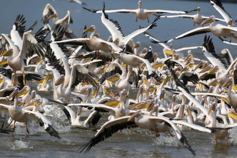 Los grandes pelícanos blancos comen pescado proporcionado por los agricultores israelíes en un depósito de agua en el valle de Emek Hefer, al norte de Tel Aviv. Se estima que 50.000 pelícanos hacen escala en Israel durante su migración anual desde los Balcanes a África, donde disfrutan de un invierno suave antes de regresar a Europa. Descansan y se alimentan durante semanas, lo que provoca el caos para los piscicultores, cuyas piscinas y embalses comerciales al aire libre proporcionan un festin para las aves.