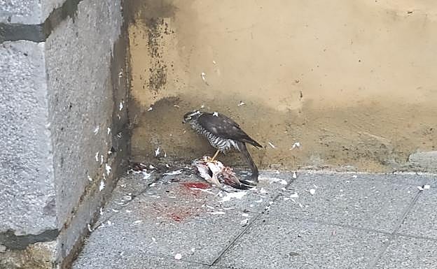 El gavilán con su presa en un lateral de la parroquia de Aretxabaleta.