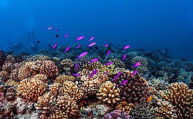 El Pacífico acoge más del 75 % de los arrecifes de coral del mundo. 