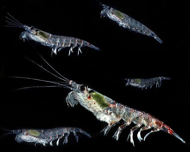 El camarón antártico es una especie clave en los ecosistemas marinos de este océano. 