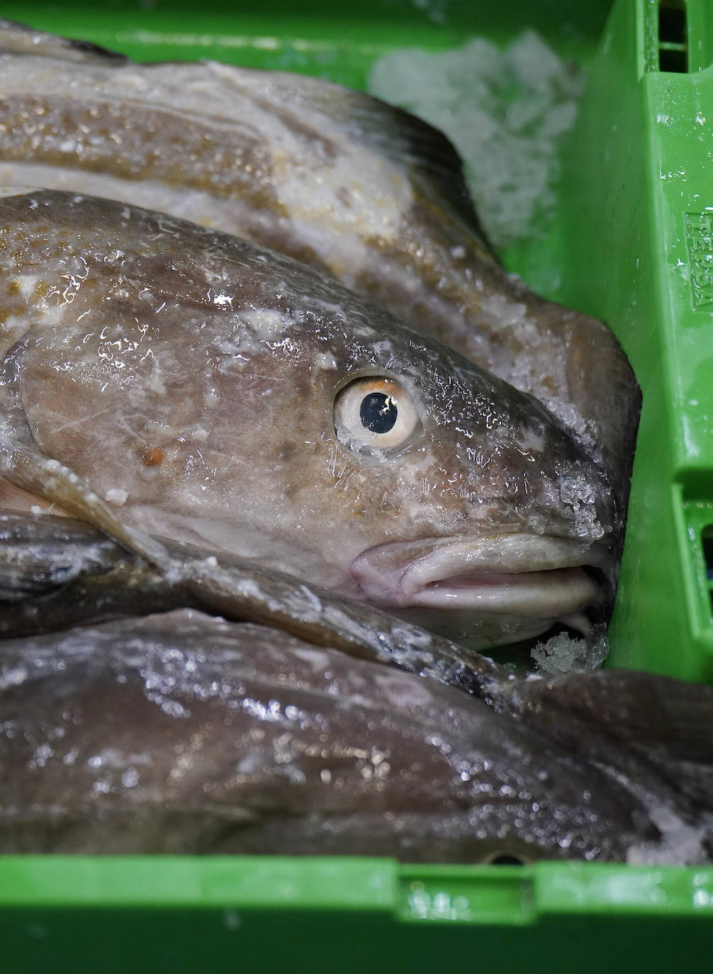 La lonja de Pasaia confirma que la Navidad será distinta, al detectarse en los encargos que las celebraciones van a ser de menos personas. Armadores, vendedores, mayoristas y minoristas trabajan estos días sin descanso para que ninguna familia o establecimiento hostelero se quede estas Navidades sin pescado fresco.