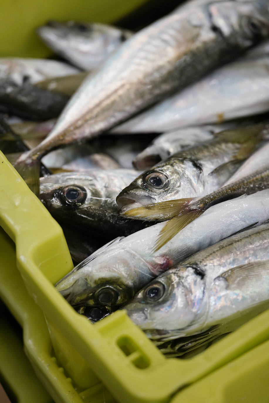 La lonja de Pasaia confirma que la Navidad será distinta, al detectarse en los encargos que las celebraciones van a ser de menos personas. Armadores, vendedores, mayoristas y minoristas trabajan estos días sin descanso para que ninguna familia o establecimiento hostelero se quede estas Navidades sin pescado fresco.