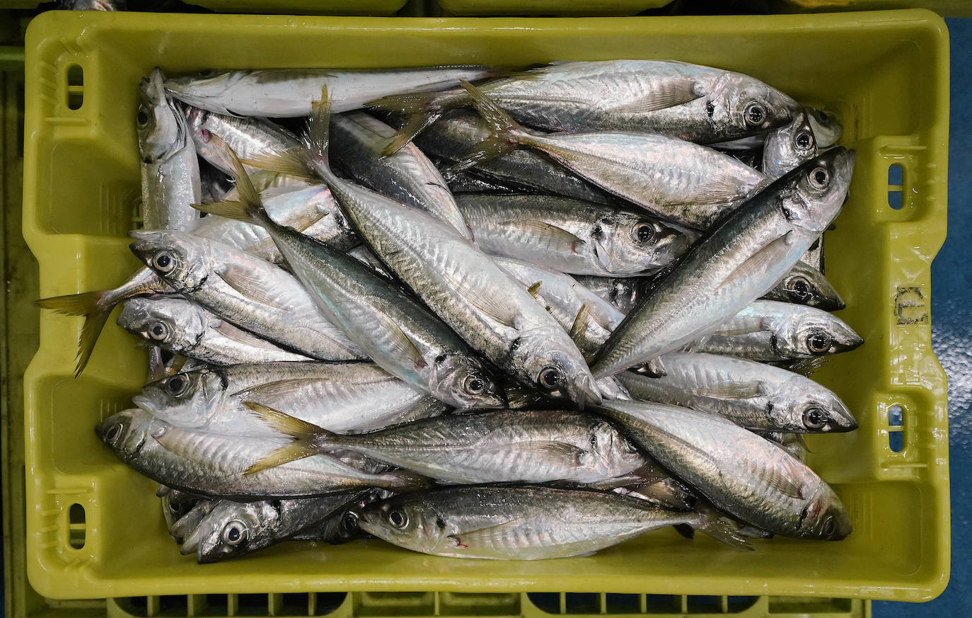 La lonja de Pasaia confirma que la Navidad será distinta, al detectarse en los encargos que las celebraciones van a ser de menos personas. Armadores, vendedores, mayoristas y minoristas trabajan estos días sin descanso para que ninguna familia o establecimiento hostelero se quede estas Navidades sin pescado fresco.