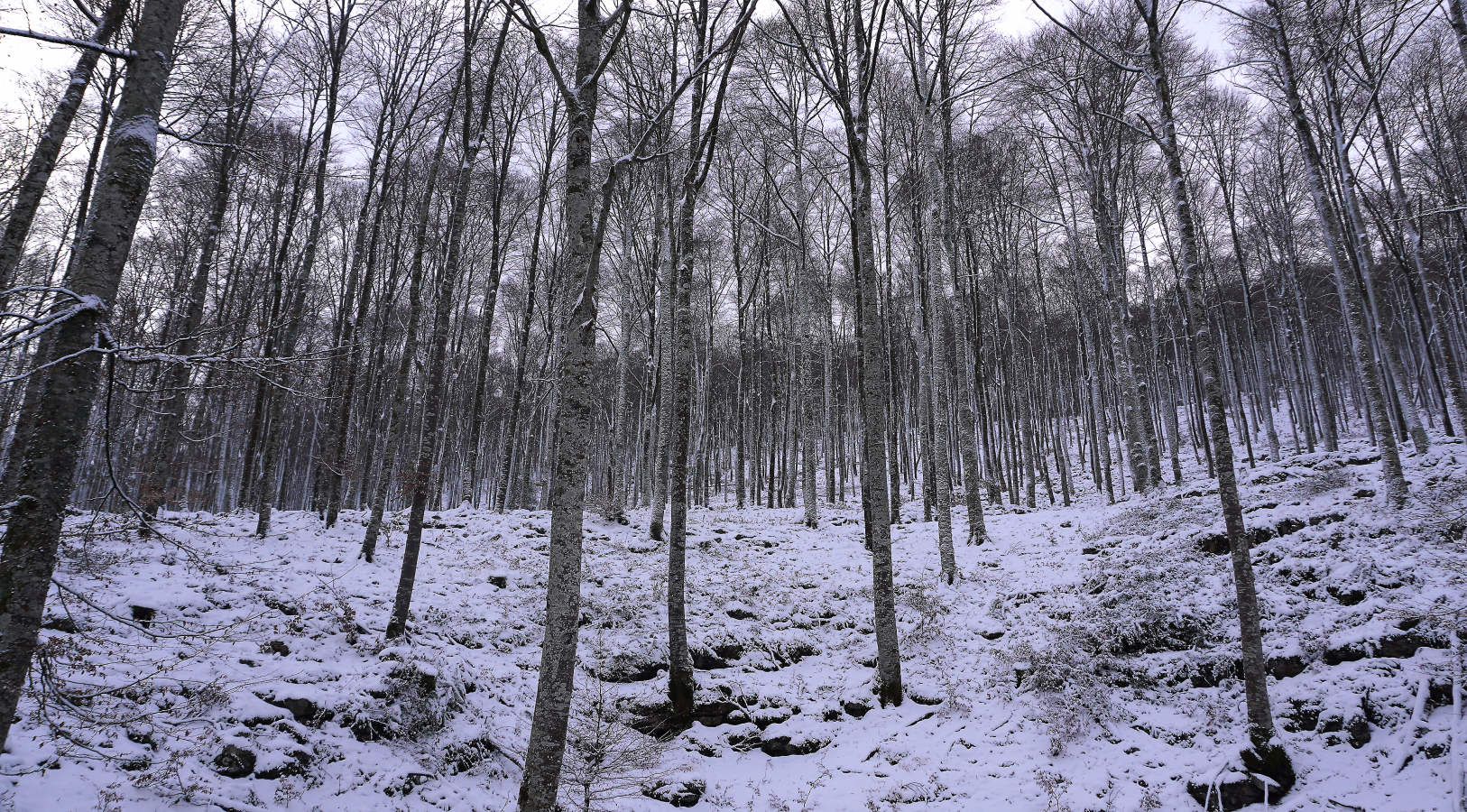 También durante todo el lunes se establecerá el aviso amarillo por nieve, ya que se espera que de madrugada la cota de nieve baje de los 1.000 a los 700 o los 800 meros, auque ocasionalmente puede llegar a 600 metros en áreas de tormenta. A partir del mediodía la cota de nieve podría situarse en el entorno de 800 a 1.000 metros.
