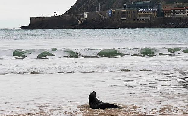 Una foca en la orilla de la playa de la Concha 