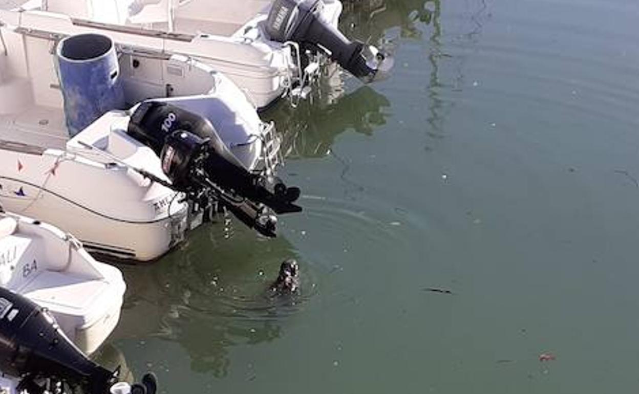 La foca en el puerto de Hendaia.