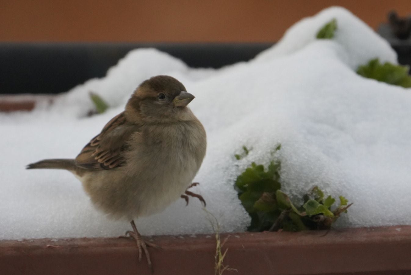 Los termómetros han marcado mínimas por debajo de los cero grados en buena parte de Gipuzkoa. La mínima la ha vuelto a marcar esta pasada madrugada Berastegi con -7,1 grados