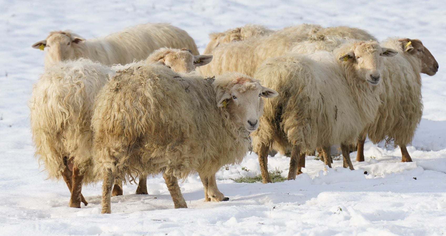 Gipuzkoa de nuevo ha amanecido este viernes bajo un manto de hielo. Las temperaturas se han quedado por debajo de los cero grados en buena parte del territorio