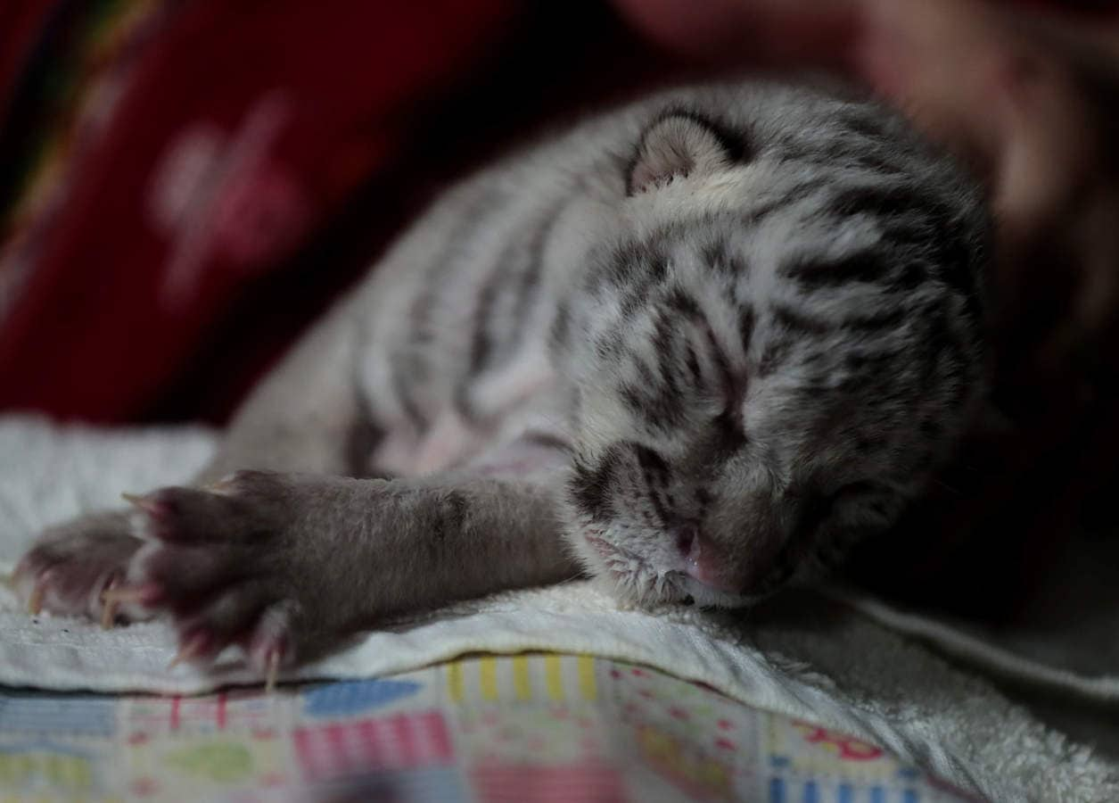 Posing cute white tiger cub, Another one of the white tiger…