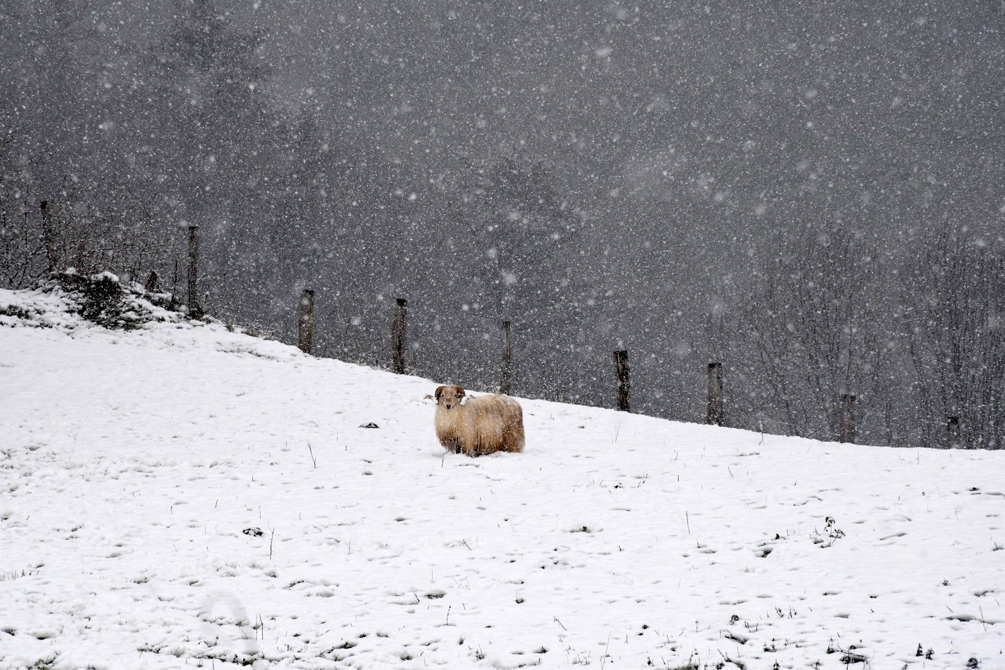 Los copos de nieve cubren las localidades de mayor altitud del territorio