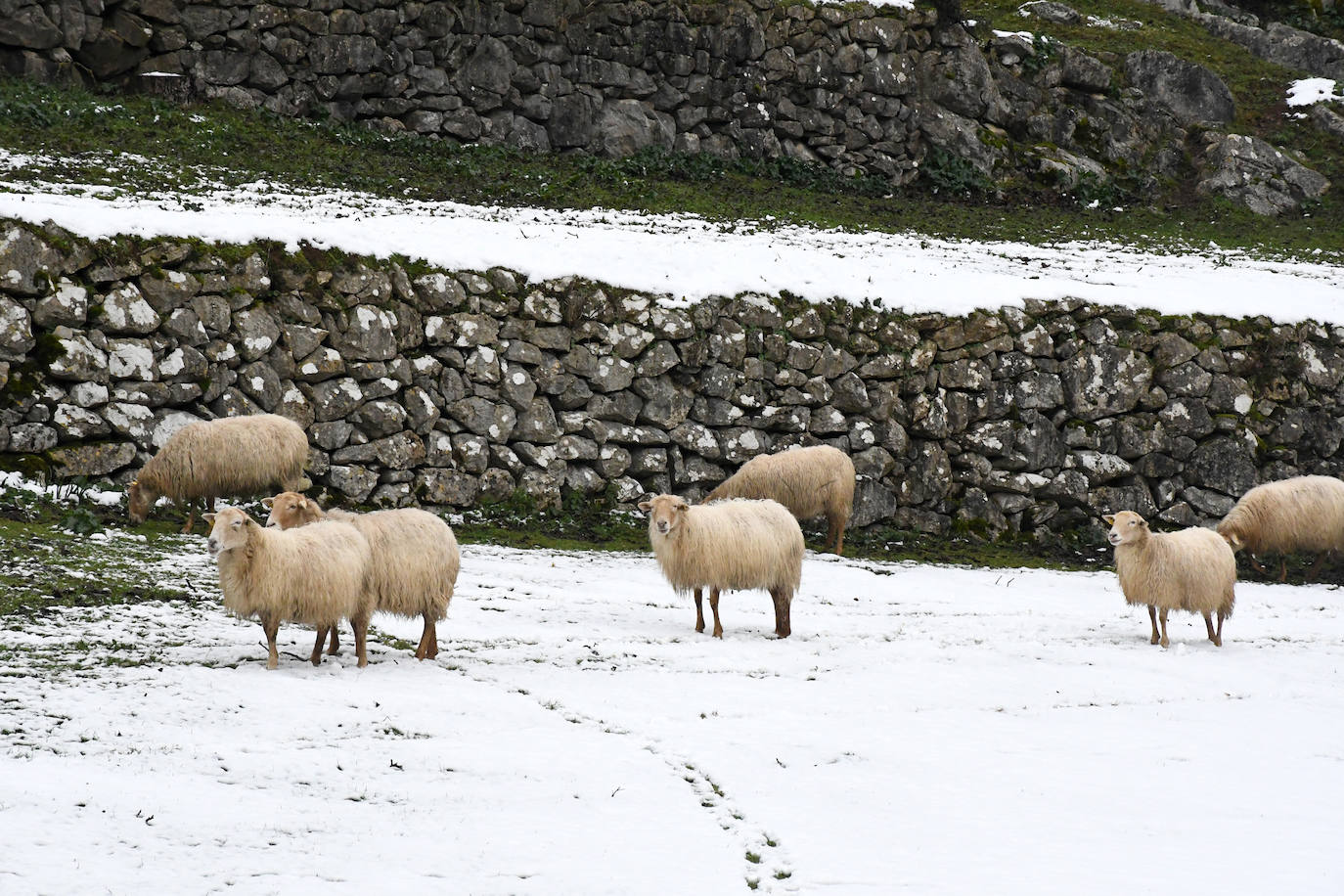 Multitud de personas han disfrutado de la nieve en puntos como el monte Uzturre, Larraiz, el alto de Arrate o la ermita de La Antigua. También se han teñido de blanco los pueblos de Albiztur, Gaztelu, Izaskun, Alkiza y Leaburu.