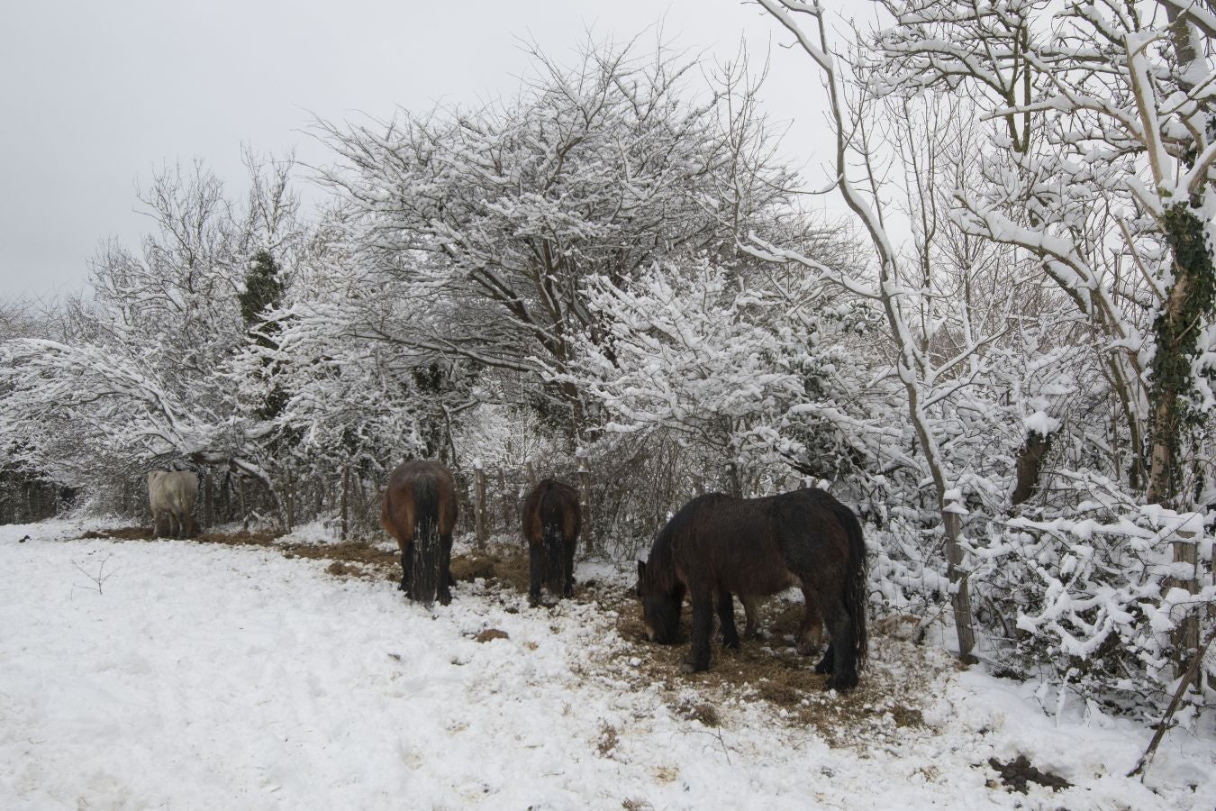 Multitud de personas han disfrutado de la nieve en puntos como el monte Uzturre, Larraiz, el alto de Arrate o la ermita de La Antigua.