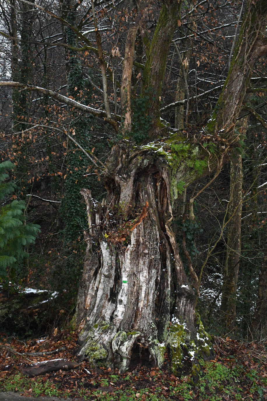 Multitud de personas han disfrutado de la nieve en puntos como el monte Uzturre, Larraiz, el alto de Arrate o la ermita de La Antigua. También se han teñido de blanco los pueblos de Albiztur, Gaztelu, Izaskun, Alkiza y Leaburu.