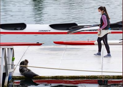 Imagen secundaria 1 - Piragüistas pasando al lado del animal. 