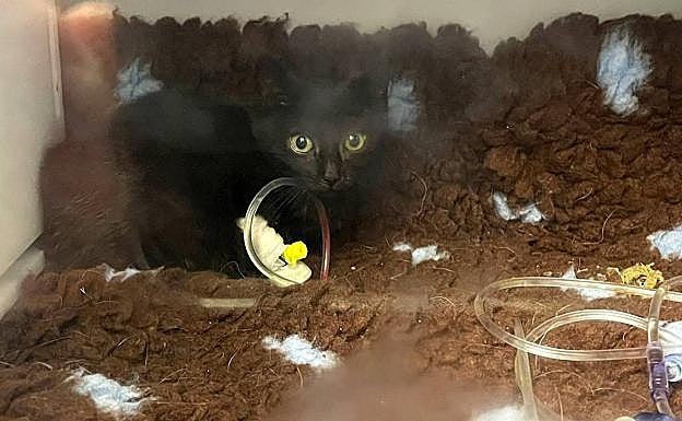El gato mejora en el centro veterinario, donde está en observación.
