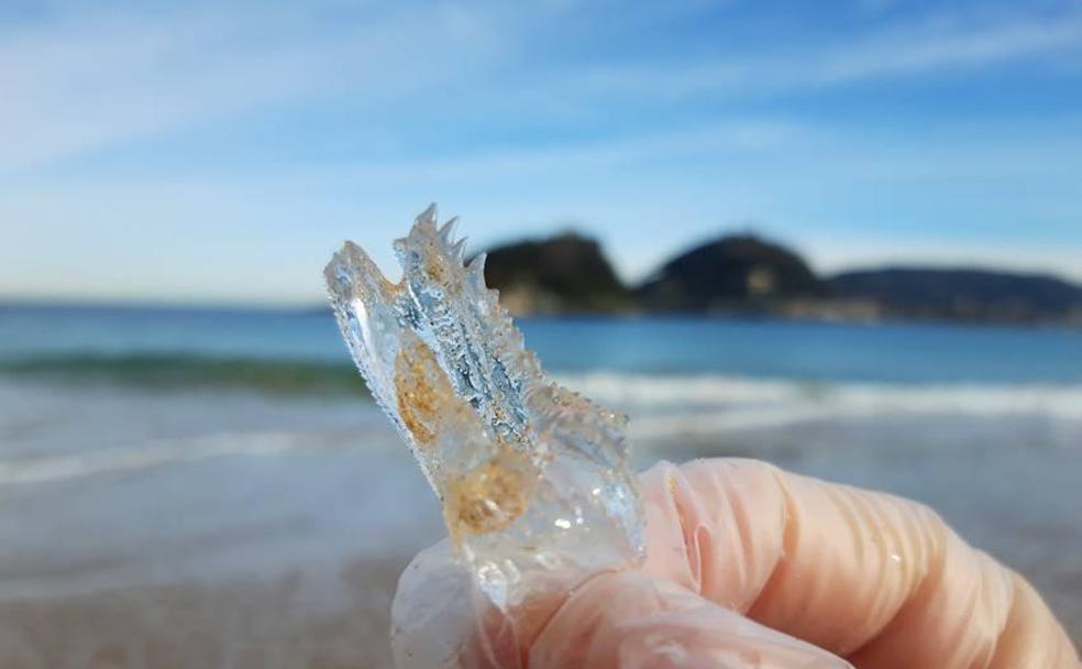 na de las cientos de salpas que aparecieron ayer en Ondarreta. 