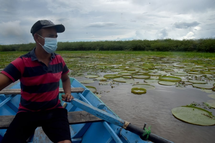 La bahía de Asunción, bañada por el río Paraguay, se ha visto enriquecida en los últimos días con la reaparición del Yakaré Yrupé (Victoria cruziana), tras diez años sin su presencia y pese a ser parte de la flora habitual de esa zona, una de las reservas ecológicas de la capital. La planta, considerada autóctona del río Paraguay, se encontraba en la lista de especies en peligro de extinción del país, de ahí que su renacer se haya recibido con esperanza y, a la vez, con cautela, ya que su ciclo de reproducción es frágil y puede verse afectado por la intervención humana. 