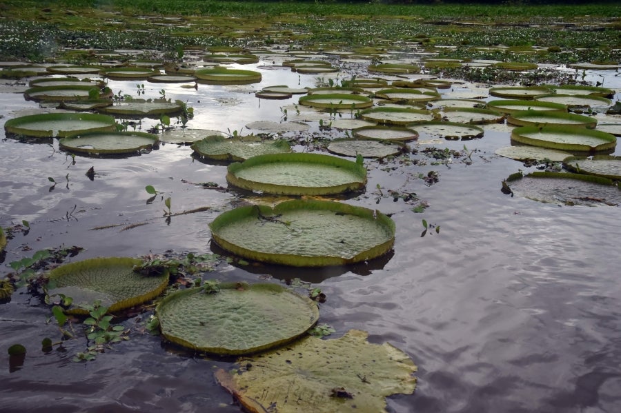 La bahía de Asunción, bañada por el río Paraguay, se ha visto enriquecida en los últimos días con la reaparición del Yakaré Yrupé (Victoria cruziana), tras diez años sin su presencia y pese a ser parte de la flora habitual de esa zona, una de las reservas ecológicas de la capital. La planta, considerada autóctona del río Paraguay, se encontraba en la lista de especies en peligro de extinción del país, de ahí que su renacer se haya recibido con esperanza y, a la vez, con cautela, ya que su ciclo de reproducción es frágil y puede verse afectado por la intervención humana. 