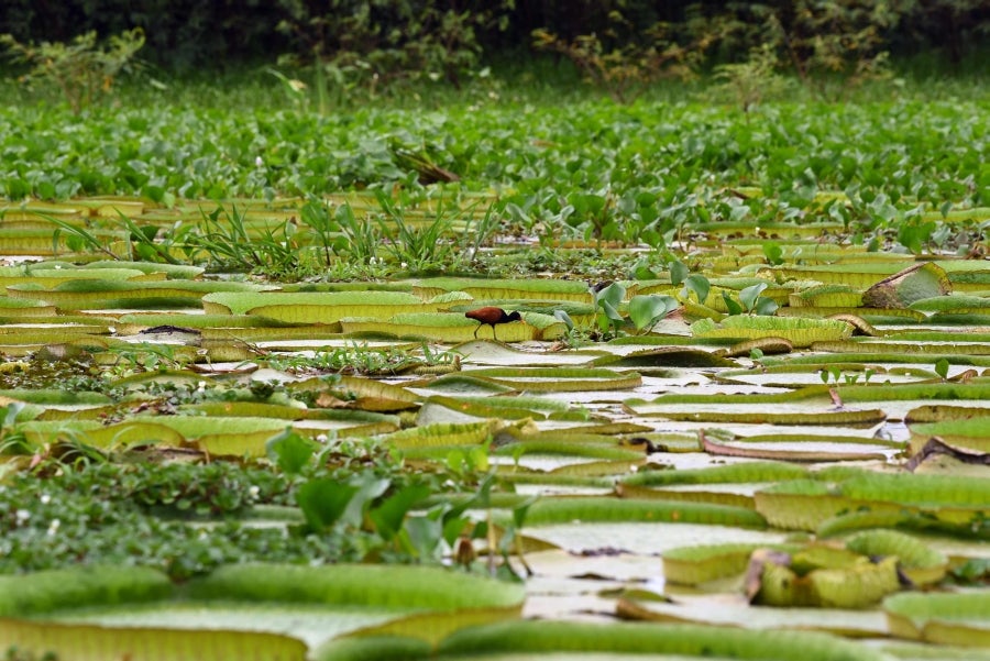 La bahía de Asunción, bañada por el río Paraguay, se ha visto enriquecida en los últimos días con la reaparición del Yakaré Yrupé (Victoria cruziana), tras diez años sin su presencia y pese a ser parte de la flora habitual de esa zona, una de las reservas ecológicas de la capital. La planta, considerada autóctona del río Paraguay, se encontraba en la lista de especies en peligro de extinción del país, de ahí que su renacer se haya recibido con esperanza y, a la vez, con cautela, ya que su ciclo de reproducción es frágil y puede verse afectado por la intervención humana. 