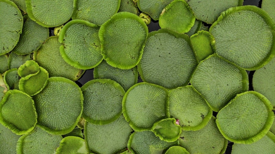 La bahía de Asunción, bañada por el río Paraguay, se ha visto enriquecida en los últimos días con la reaparición del Yakaré Yrupé (Victoria cruziana), tras diez años sin su presencia y pese a ser parte de la flora habitual de esa zona, una de las reservas ecológicas de la capital. La planta, considerada autóctona del río Paraguay, se encontraba en la lista de especies en peligro de extinción del país, de ahí que su renacer se haya recibido con esperanza y, a la vez, con cautela, ya que su ciclo de reproducción es frágil y puede verse afectado por la intervención humana. 