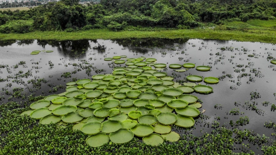 La bahía de Asunción, bañada por el río Paraguay, se ha visto enriquecida en los últimos días con la reaparición del Yakaré Yrupé (Victoria cruziana), tras diez años sin su presencia y pese a ser parte de la flora habitual de esa zona, una de las reservas ecológicas de la capital. La planta, considerada autóctona del río Paraguay, se encontraba en la lista de especies en peligro de extinción del país, de ahí que su renacer se haya recibido con esperanza y, a la vez, con cautela, ya que su ciclo de reproducción es frágil y puede verse afectado por la intervención humana. 