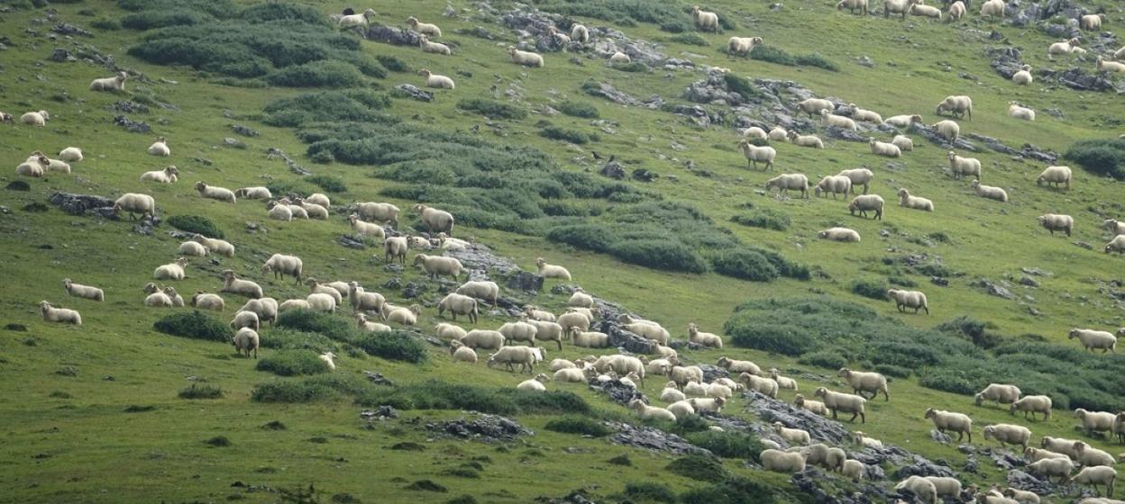 Nekazal sindikatuek gaur egingo duten batzarrera deitu dituzte Mankomunitateko udalak eta aldundia. 