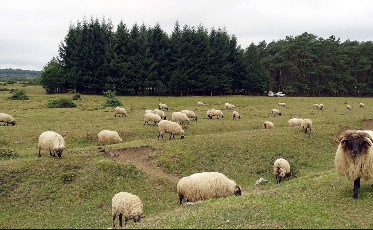 EHNE denuncia «maniobras de la industria quesera» para pagar menos a los ganaderos