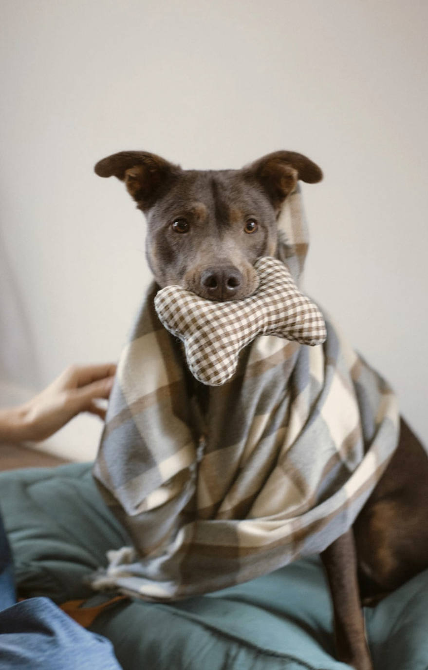 Siguiendo con la tónica de los últimos meses, Zara ha sorprendido con el lanzamiento de la colección 'Pet', dentro de las líneas existentes en el catálogo de la empresa