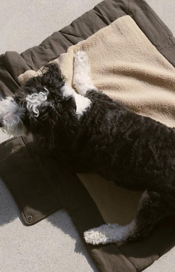 Siguiendo con la tónica de los últimos meses, Zara ha sorprendido con el lanzamiento de la colección 'Pet', dentro de las líneas existentes en el catálogo de la empresa