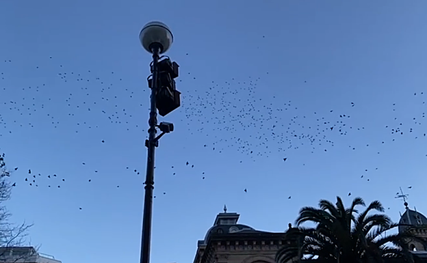 Varias bandadas de estorninos pintos duermen en el Boulevard. 