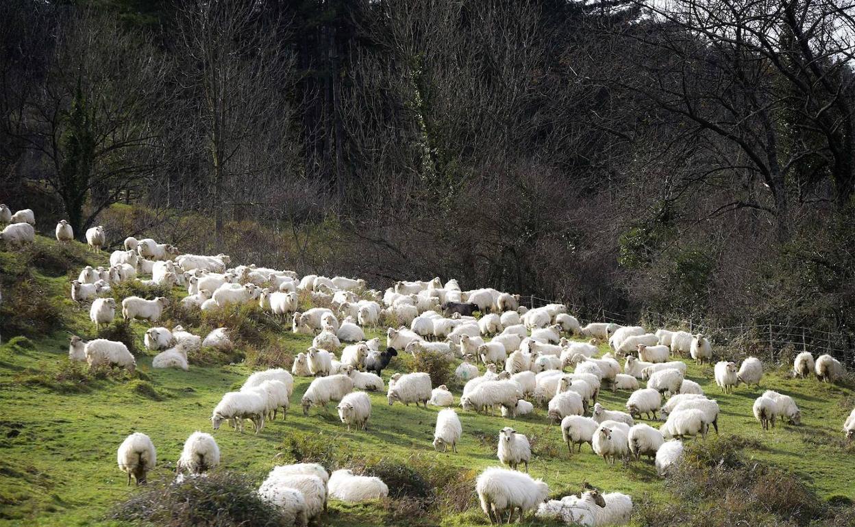 Justiziak Goroskintxurako pista-proiektuaren aurka jarritako salaketa artxibatzea agindu du