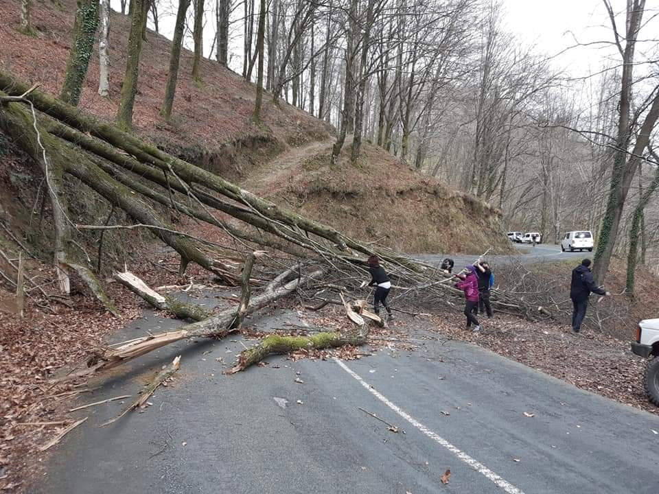 Un árbol de grandes dimensiones se ha caído en la plazoleta del Junkal de Irun. 
