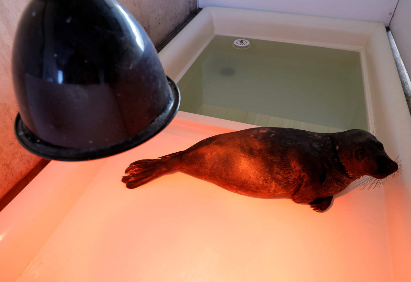 Fotos: Las focas regresan a la costa norte de Francia