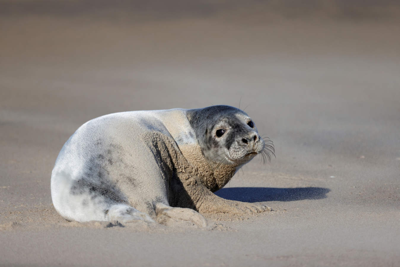 Fotos: Las focas regresan a la costa norte de Francia