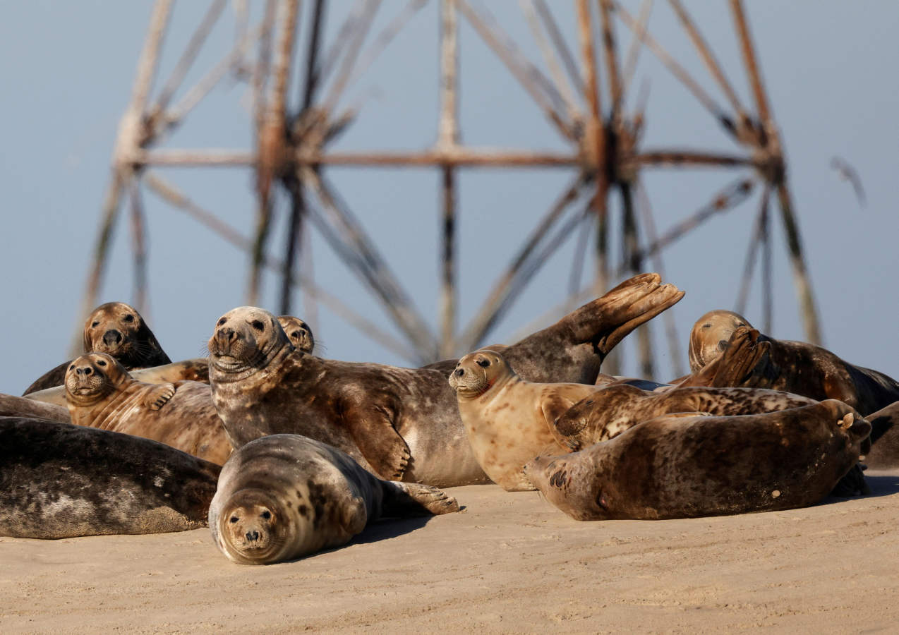 Fotos: Las focas regresan a la costa norte de Francia