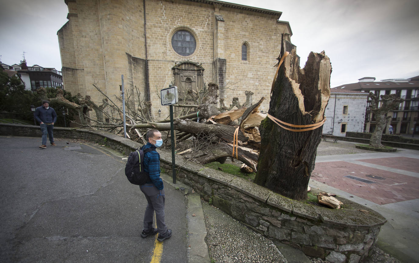 Un árbol de grandes dimensiones se ha caído en la plazoleta del Junkal de Irun. 