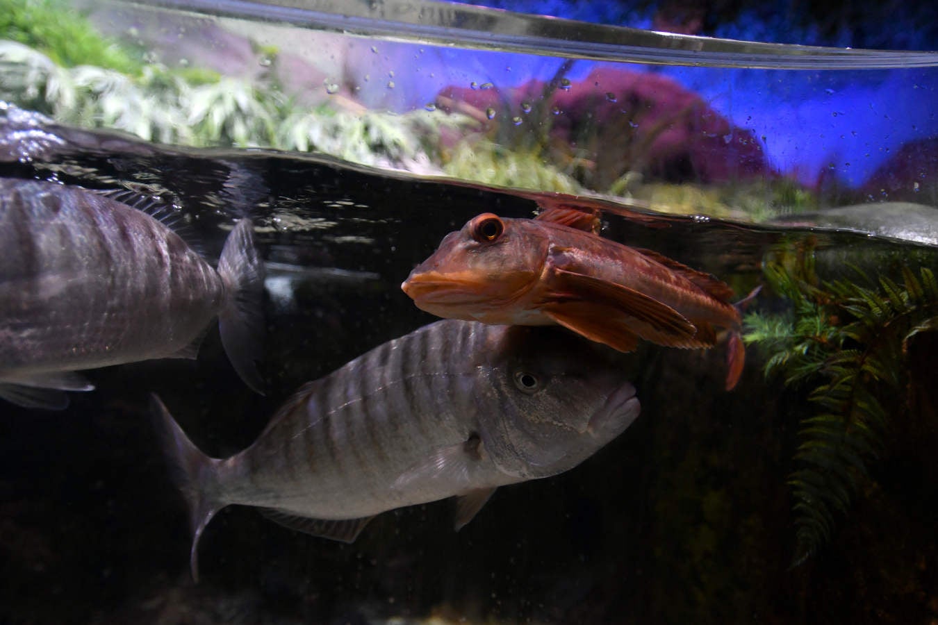 Los peces del Aquarium devoran más de 80.000 euros de comida al año