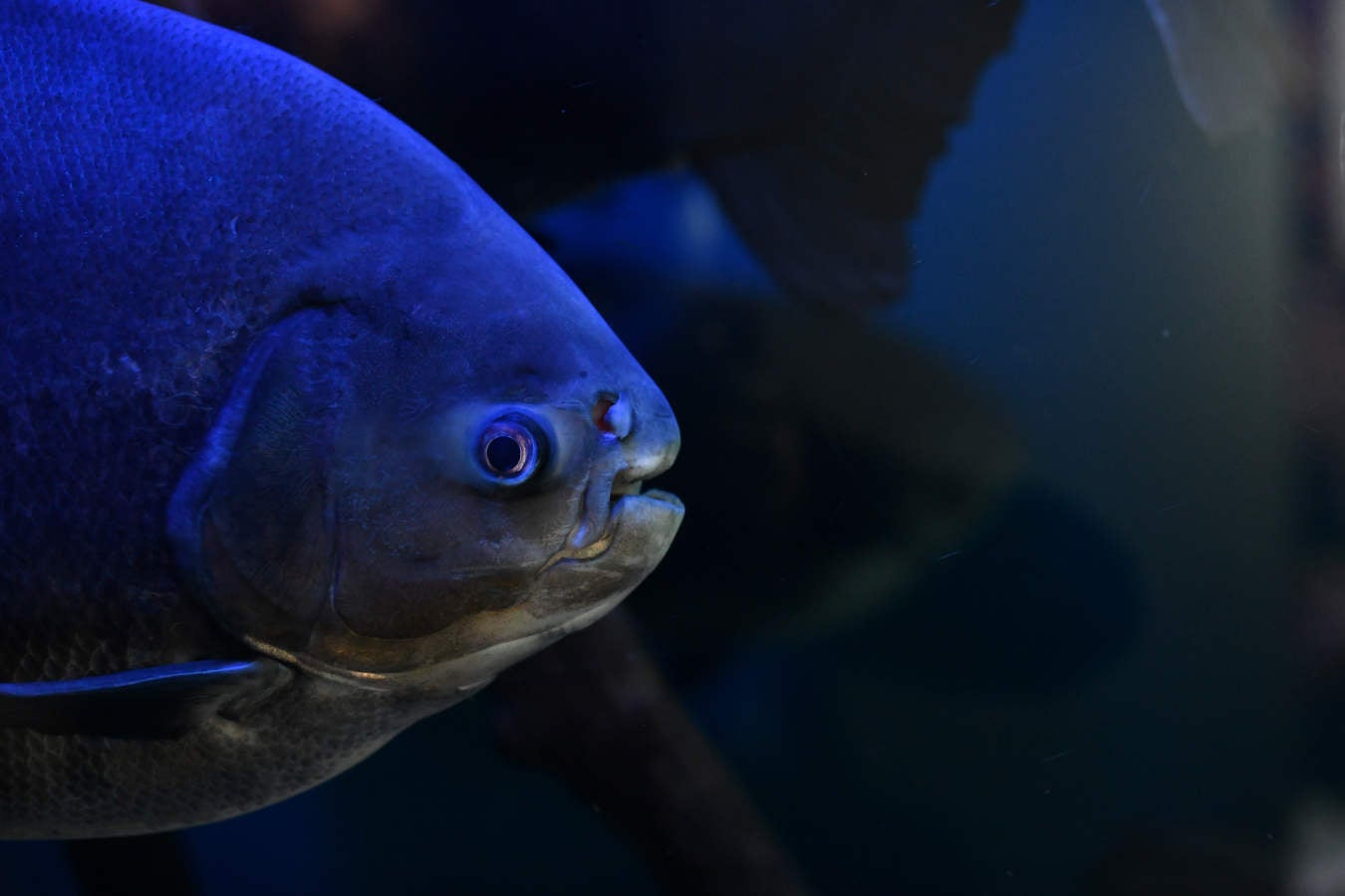 Los peces del Aquarium devoran más de 80.000 euros de comida al año