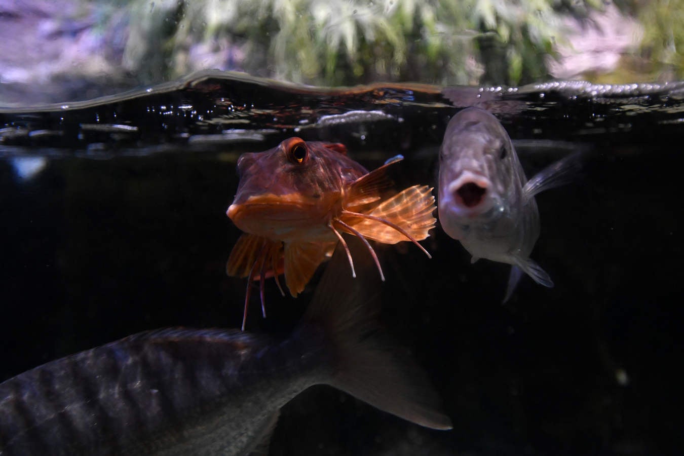 Los peces del Aquarium devoran más de 80.000 euros de comida al año