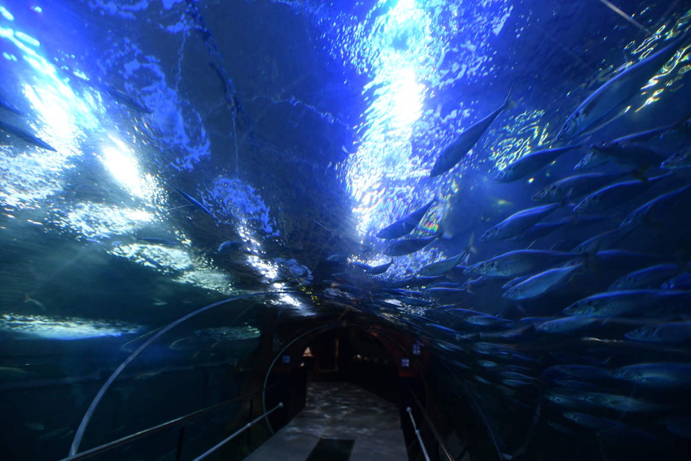 Los peces del Aquarium devoran más de 80.000 euros de comida al año